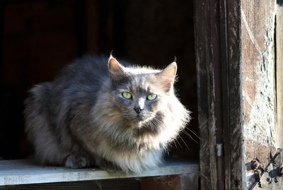 196 Fierce Cat Names