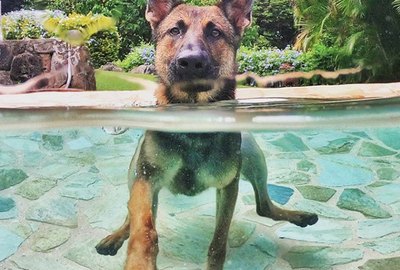 17 Cool Dogs Taking a Dip in Cool Pools