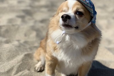 18 Of The Most Exceptional Pets on the Internet