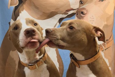 16 Perfectly Wholesome Pictures of Dogs