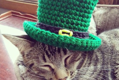 Find Gold At The End Of The Rainbow With These 230 Irish Cat Names