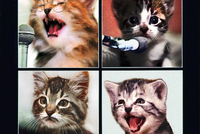 153 Beatles-Inspired Cat Names