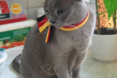 108 German Cat Names
