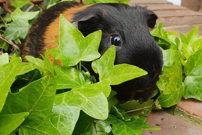 181 Names For Your Guinea Pig