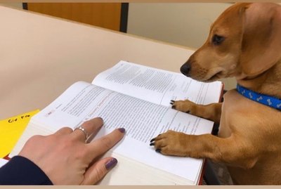 17 Pets Doin Themselves A Study
