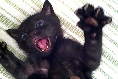 16 Kittens Who Are Still Learning How To Cat