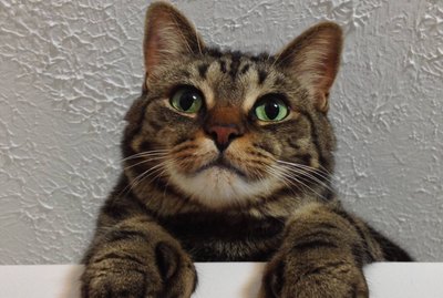 163 Names For Polydactyl Cats