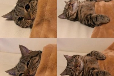 21 Of The Coziest Tucked In Kitties Ever