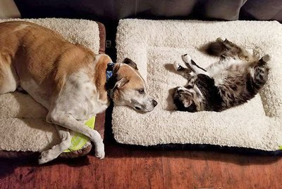 21 Of Your Sleepiest Pets
