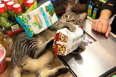 19 Pets Delivering The LOLs You Need