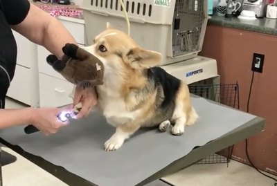 Nervous Corgi Keeps Support Plushie Close During Grooming Sesh