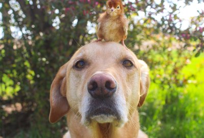 16 Interspecies Friendships That Are Too Pure For This Timeline