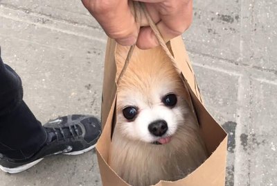 19 of the Cutest Pomeranians on the Internet