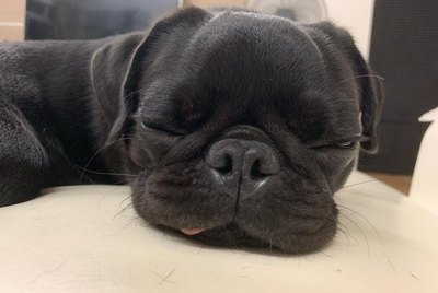 21 Dogs Being Too Cute For Their Own Good