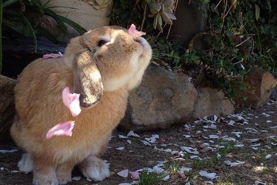 21 Bunnies That Will Hop Right Into Your Heart