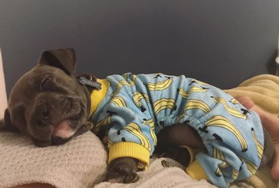 22 More Dogs In Pajamas Who Are Crushing Coziness Goals