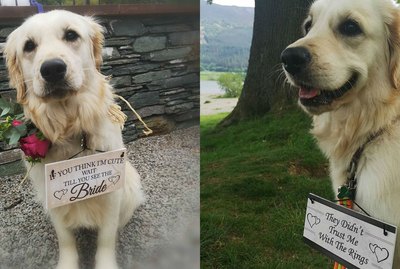 19 Dogs Stealing The Spotlight At Weddings