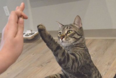 Jackson Galaxy Is Teaching Shelter Cats To High-Five And The Reason Why Might Surprise You
