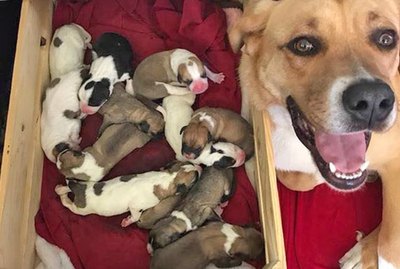 19 Proud Animal Moms To Share With Your Mother