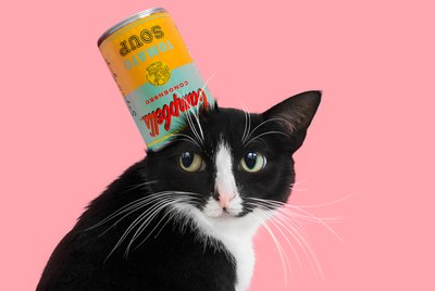 The 2018 Cat Art Show Turns Mews Into Muse