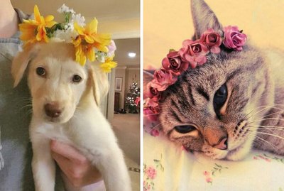 18 Animals Dressed Up For Spring