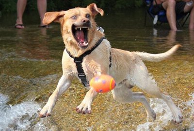 17 Photos Of Dogs Taken At Just The Right Moment