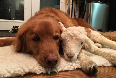 17 Animals And Their Adopted Babies
