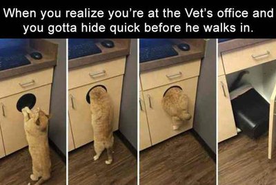 18 Pet Memes To Bring You Joy