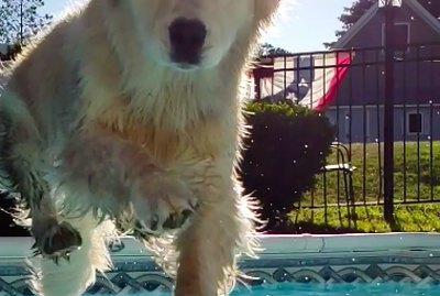 19 Adorable Animal GIFs To Brighten Up Your Day