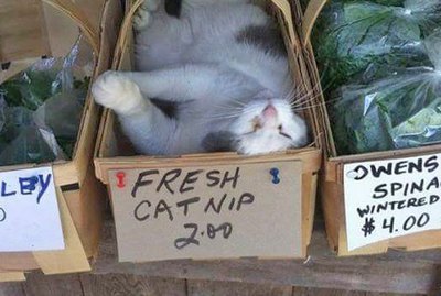16 Cats Overdosing On The Nip