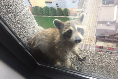 10 Raccoons Going Viral For All The Wrong Reasons