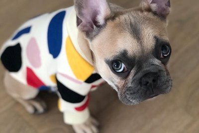 18 of the Cutest French Bulldogs on the Internet