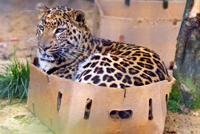 15 Big Cats Who Love Boxes More Than House Cats