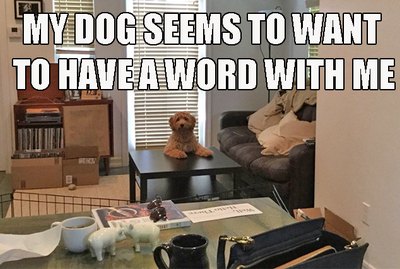 19 Funny Tweets About Pets Guaranteed To Make You Spit Up Your Drink
