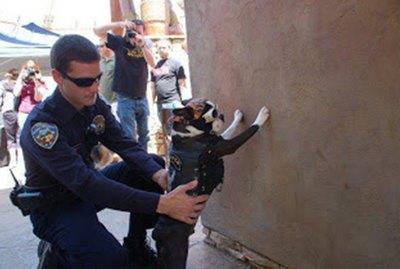 18 Pups Riding Shotgun On Your Next Motorcycle Ride