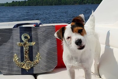 Sail Away To Your Happy Place With 21 Dogs On Boats