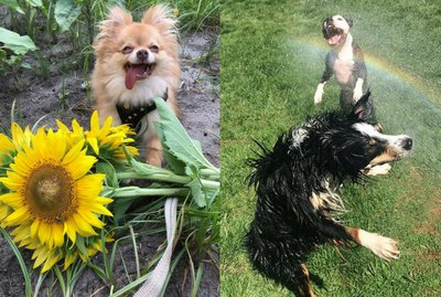 18 Photos That Prove Dogs Are The Purest Thing Ever