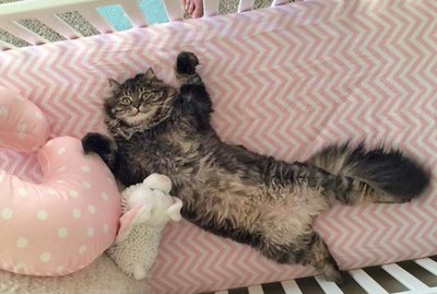 20 Truths You Know When Your Children Are Cats