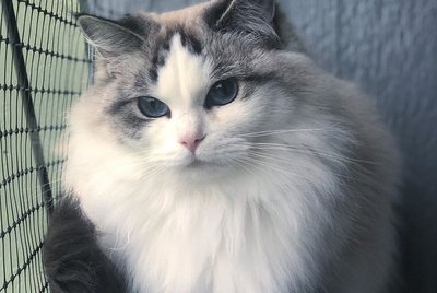 17 Of The Prettiest Ragdoll Cats On The Internet