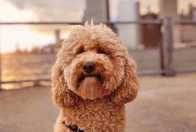 These 19 Dogs Posing For Their Owners Have People Saying ‘Awww’