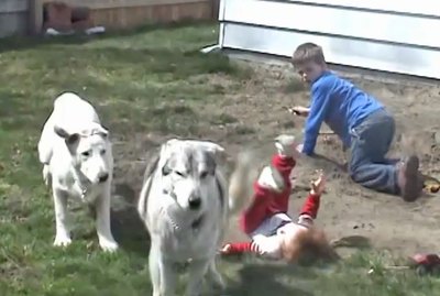 20 Pets Knocking Over Kids