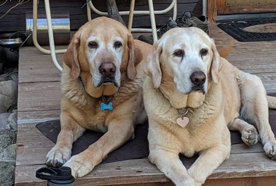 224 Old Man & Old Lady Names For Your Pets
