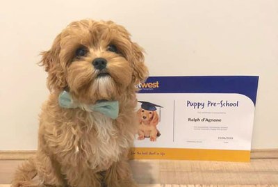 20 Puppies Doin' Themselves A Graduation