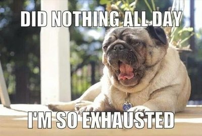 18 Memes About Pugs That Will Crack You Up