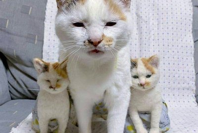 18 Pet Pictures That Will Restore Your Faith in Comedy