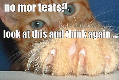 18 Memes That Prove Cats Make Their Own Damn Rules