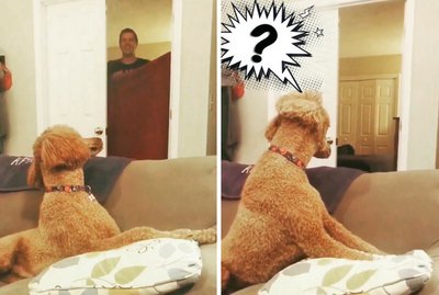 The 12 Most Insane Dog Reactions To The 'What The Fluff' Challenge