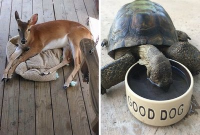 These 17 Very Unusual Dogs Would Like You To Pet Them Please