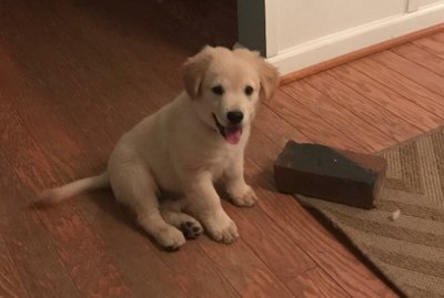 People Can't Get Enough Of This Dog Whose Favorite Toy Is A Brick