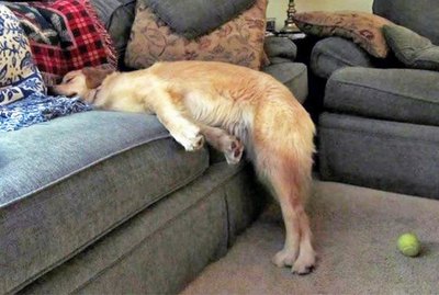 18 Pets Who Look Super Awkward While They're Sleeping